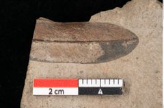 Foto (Detailsansicht) von Quercus palaeoilex Ettingshausen (NHMW-GEO-2024-0188-0803)